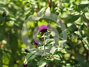 BachelorÃ¢â¬â¢s button or Gomphrena globosa